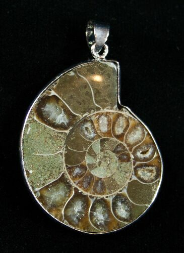 Whole Polished Ammonite Pendant #1860